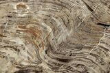 Polished Oligocene Petrified Wood (Pinus) - Australia #221124-1